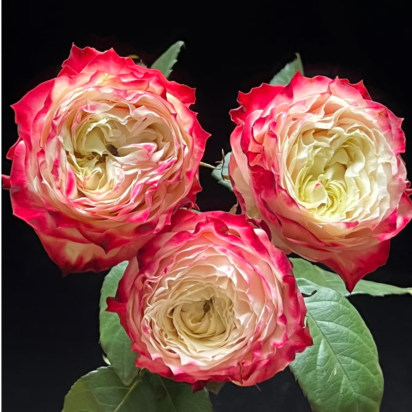 苹果杰克单头玫瑰家养鲜花云南基地直发-