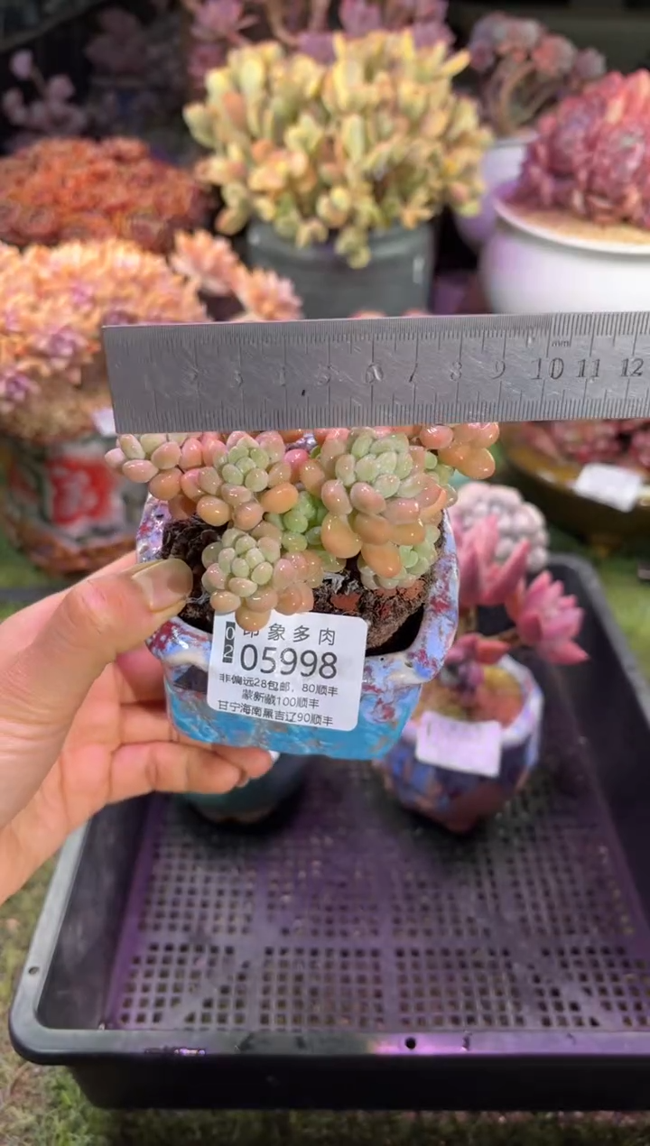 【闪购商品】05998脱土带盆