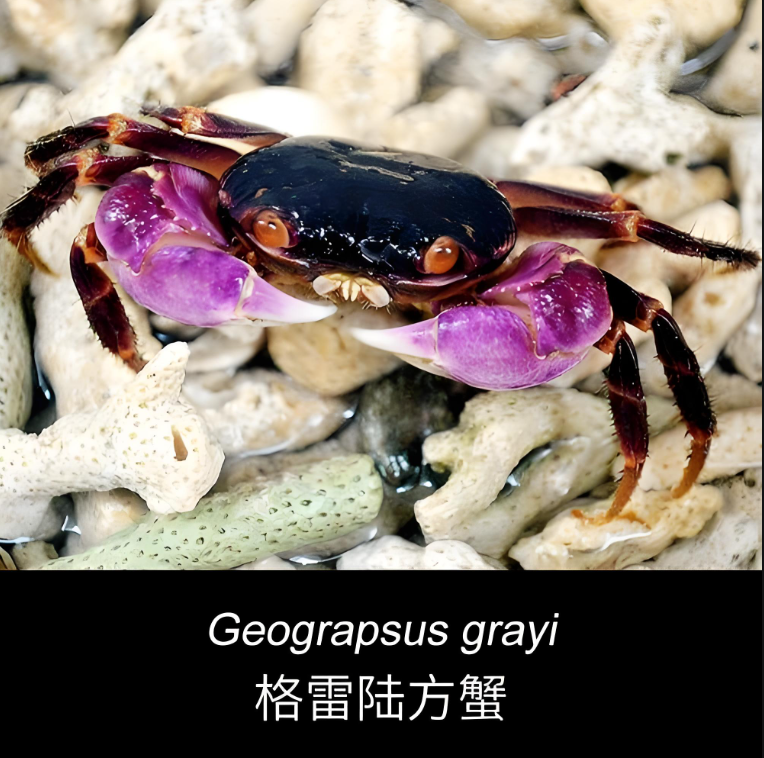 印尼格雷陆方蟹宠物蟹观赏蟹
