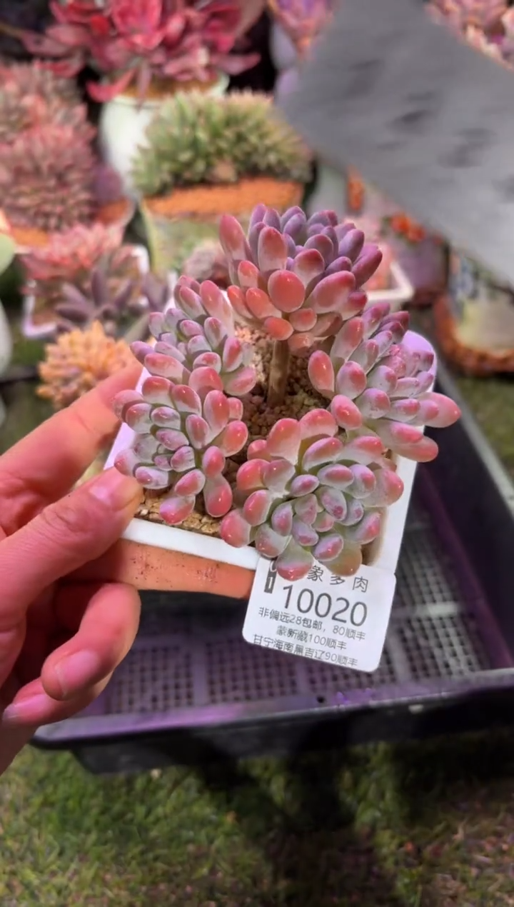 【闪购商品】10020