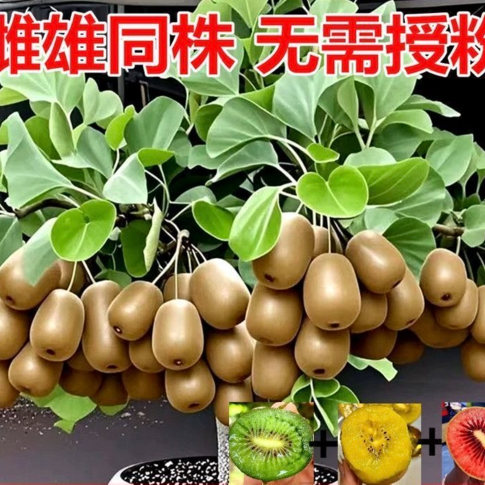 万等猕猴桃树苗 公母同株 自花授粉 盆栽地栽南北方种植