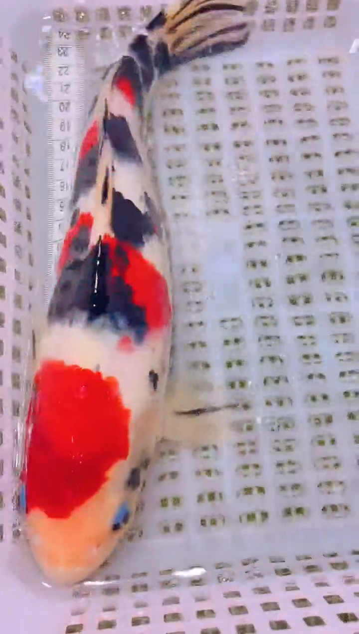 锦鲤冷水观赏鱼全场包邮202