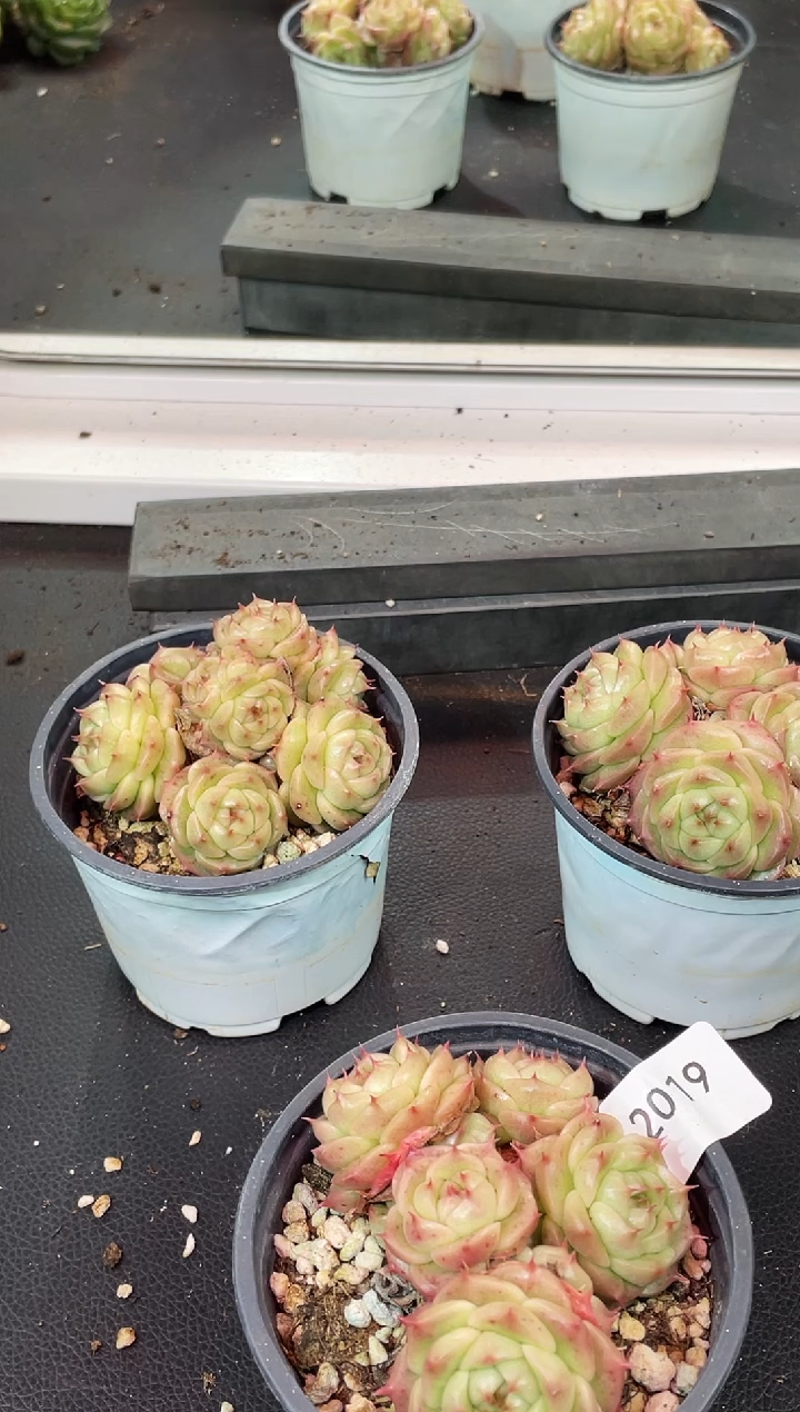 闪购2019 y小胖多肉一颗