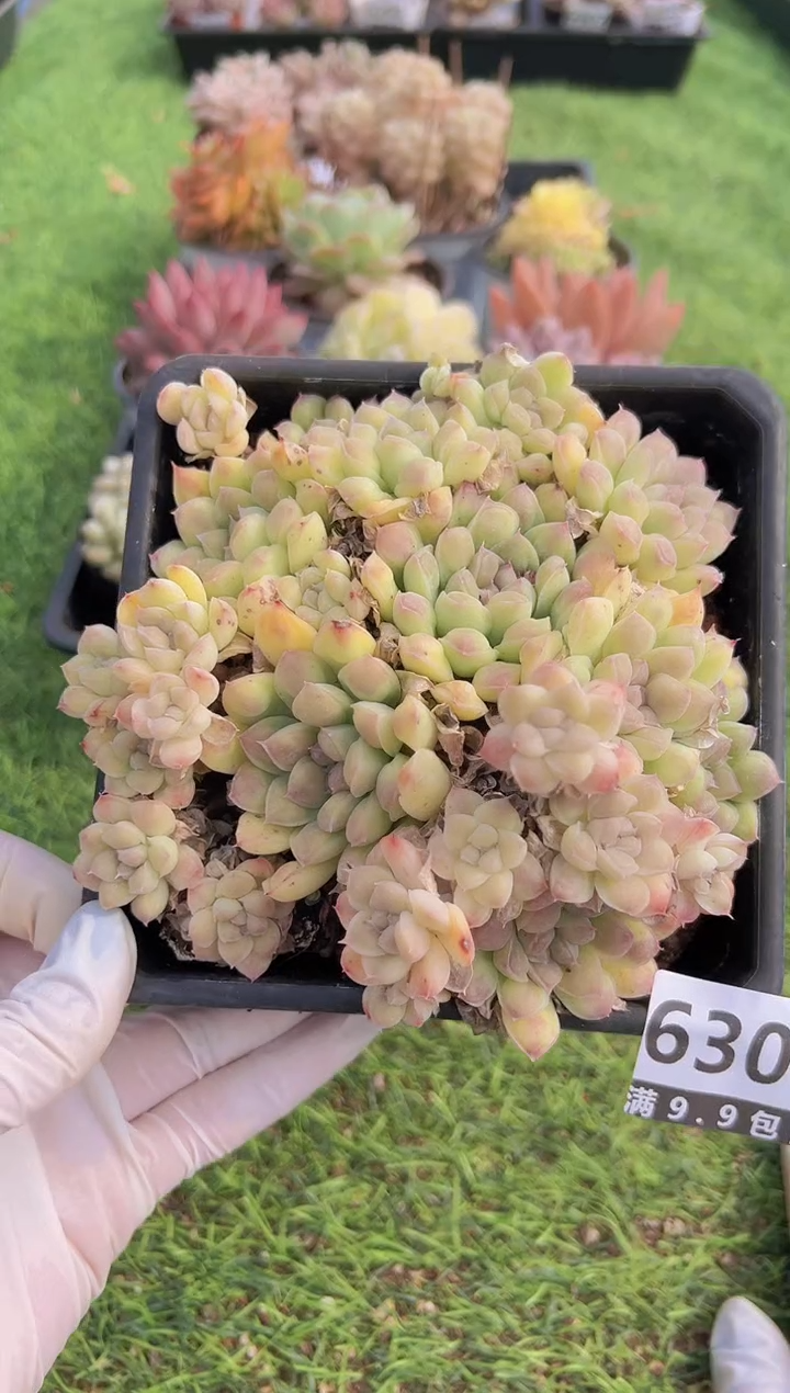 【闪购商品】信福多肉一物一拍