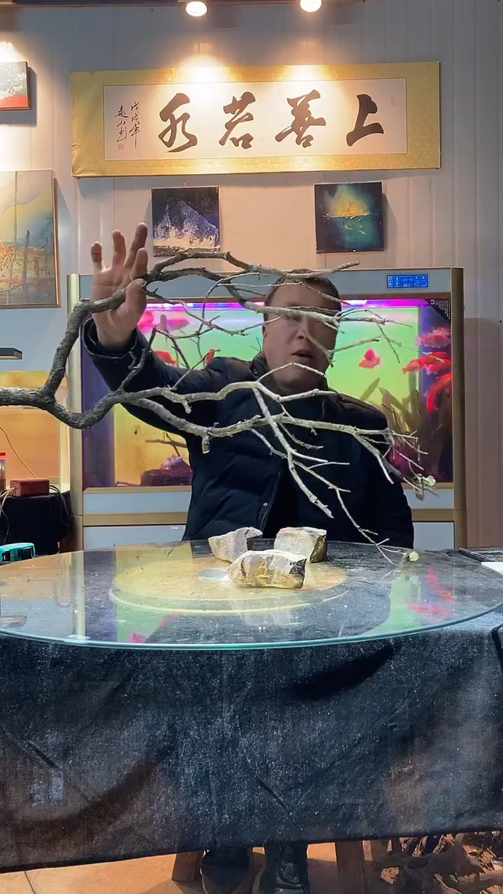 114号天然黄栎木一木成景适合100-120缸