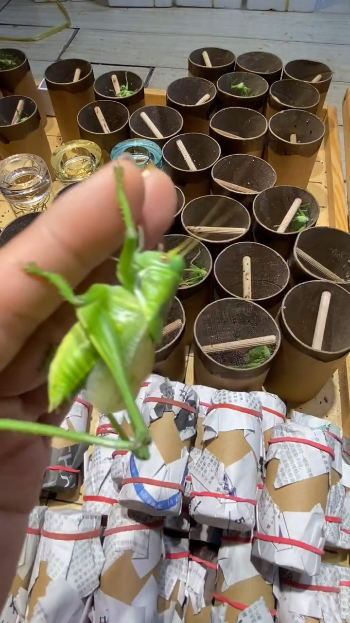 传*100米绿爬虫蝈蝈