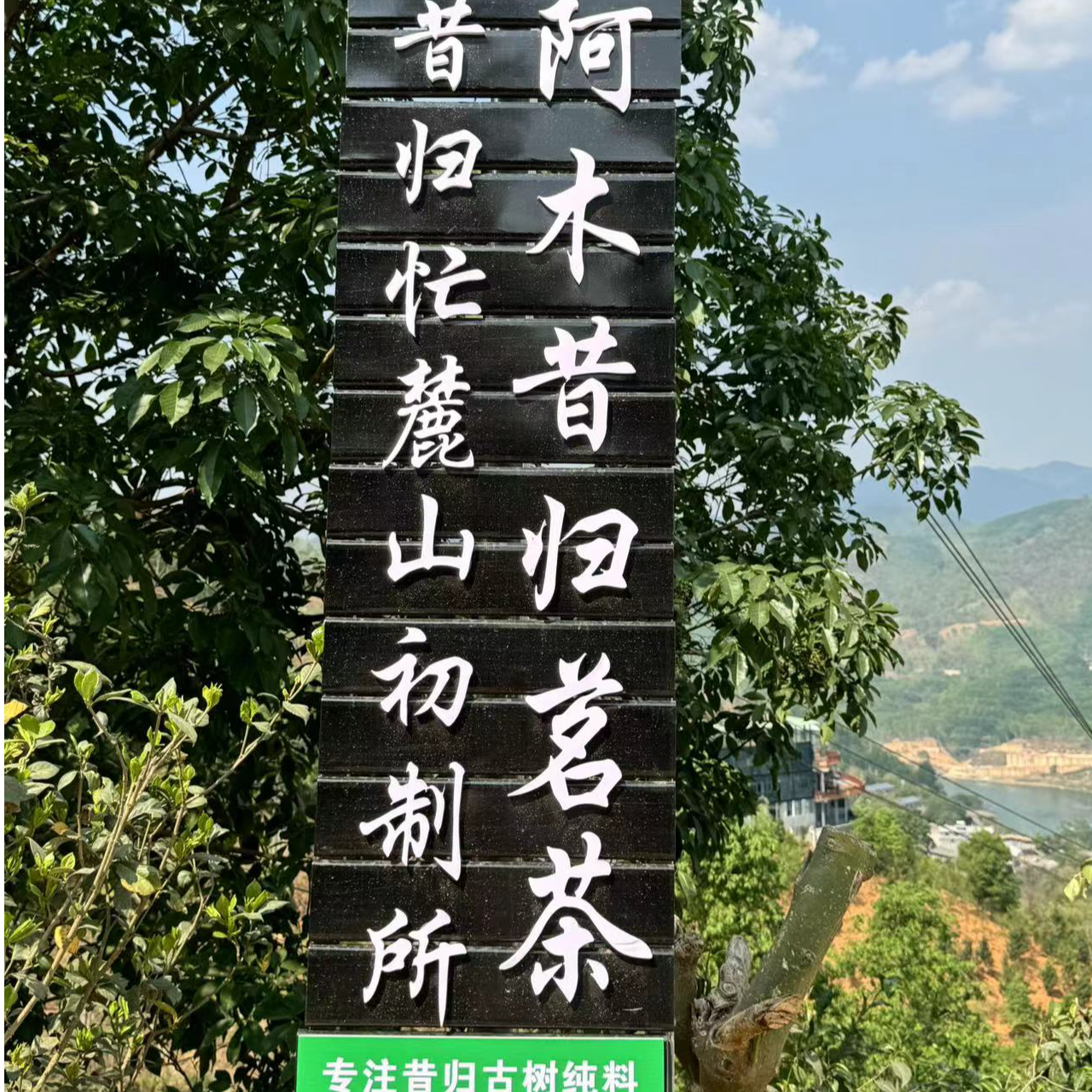 【稀有高货单株】2024年昔归忙麓山古树普洱茶散茶（生茶）