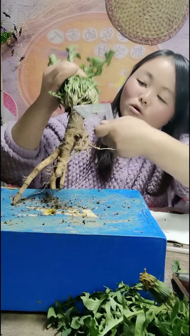 少量花朵（建议范围：2朵-5朵 或40%以下）@****?蒲公英