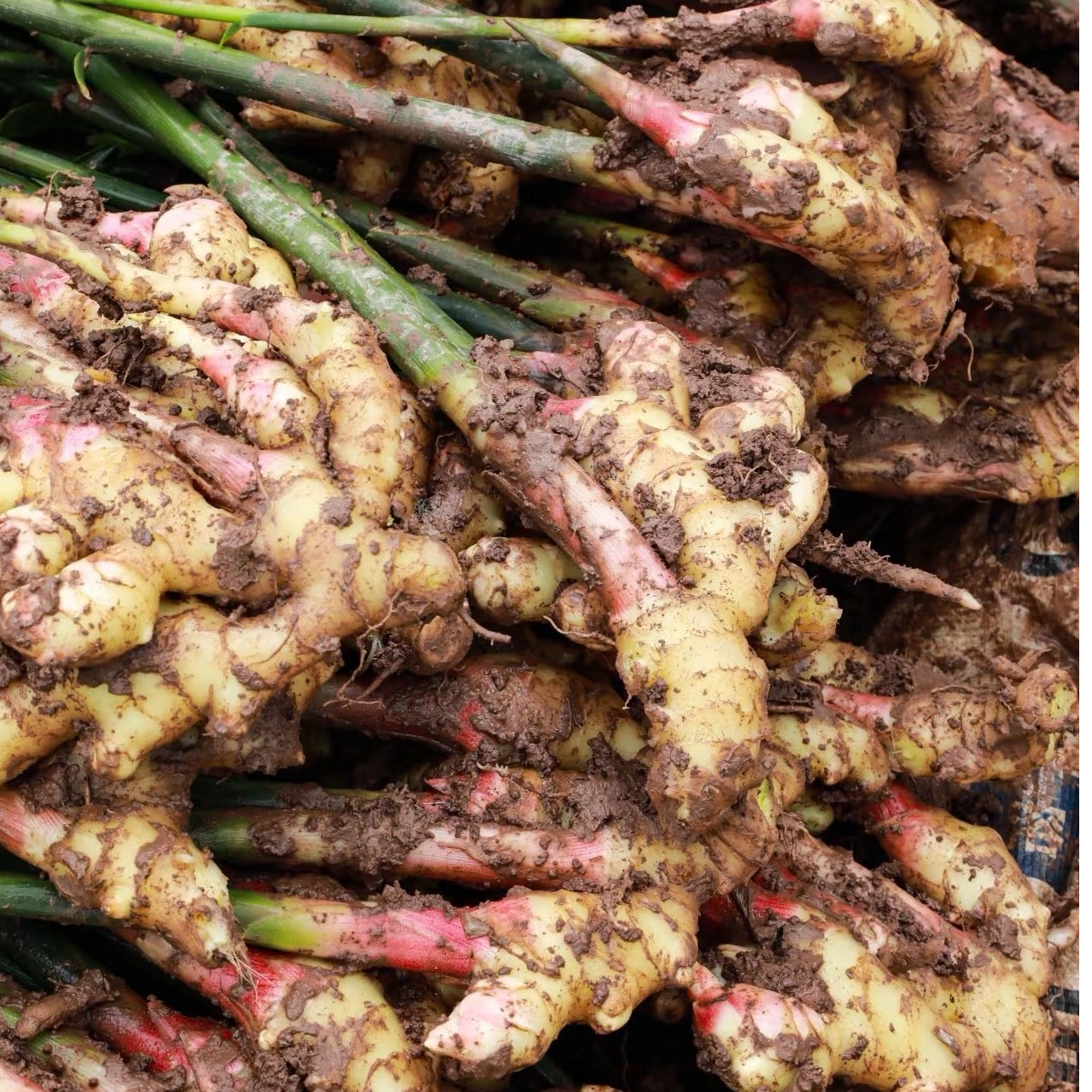 【山货专属】仙居农家生姜