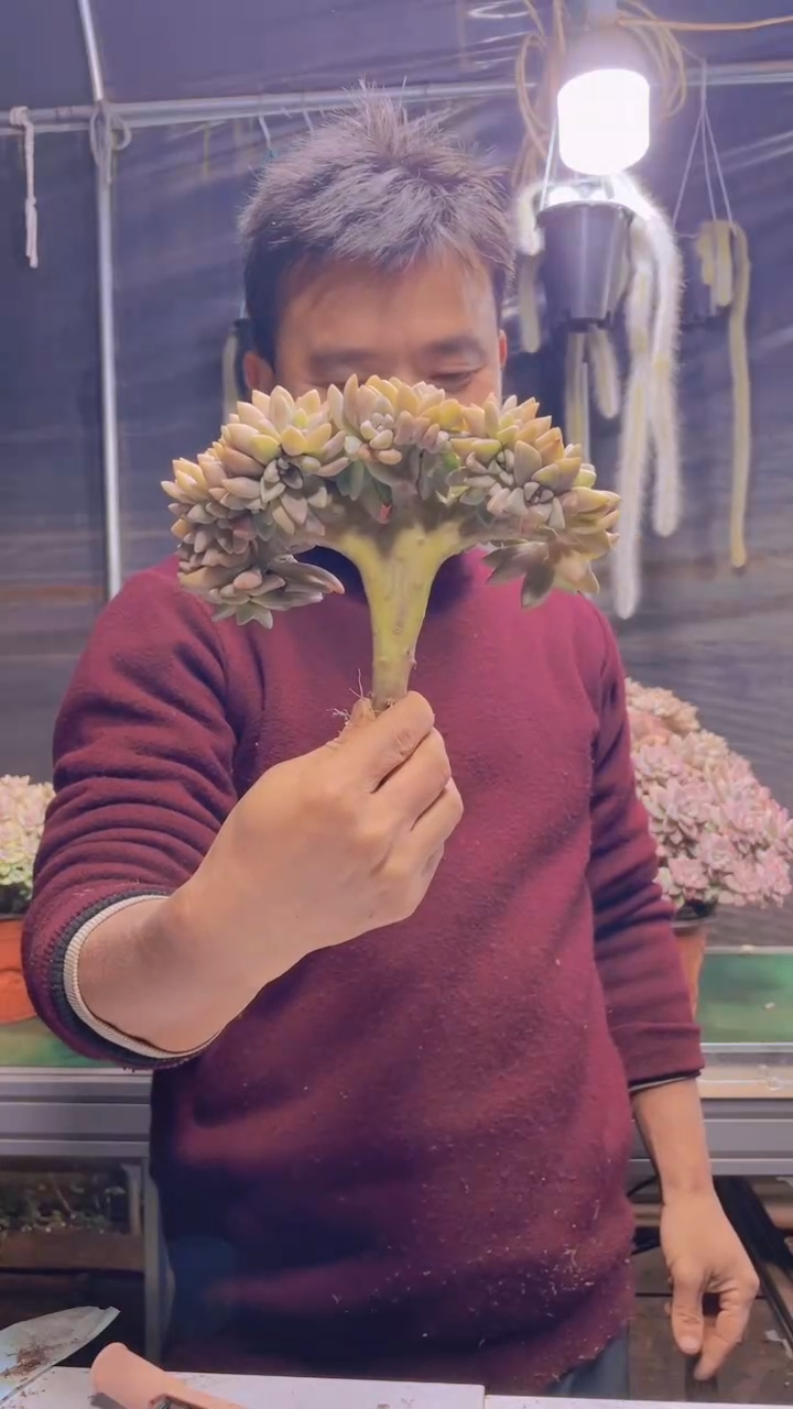 143淡雪缀化一物一拍
