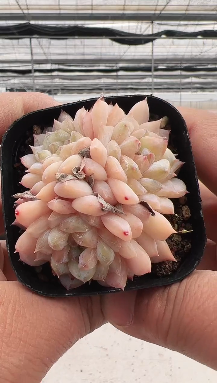 【闪购商品】粉红泡泡-25