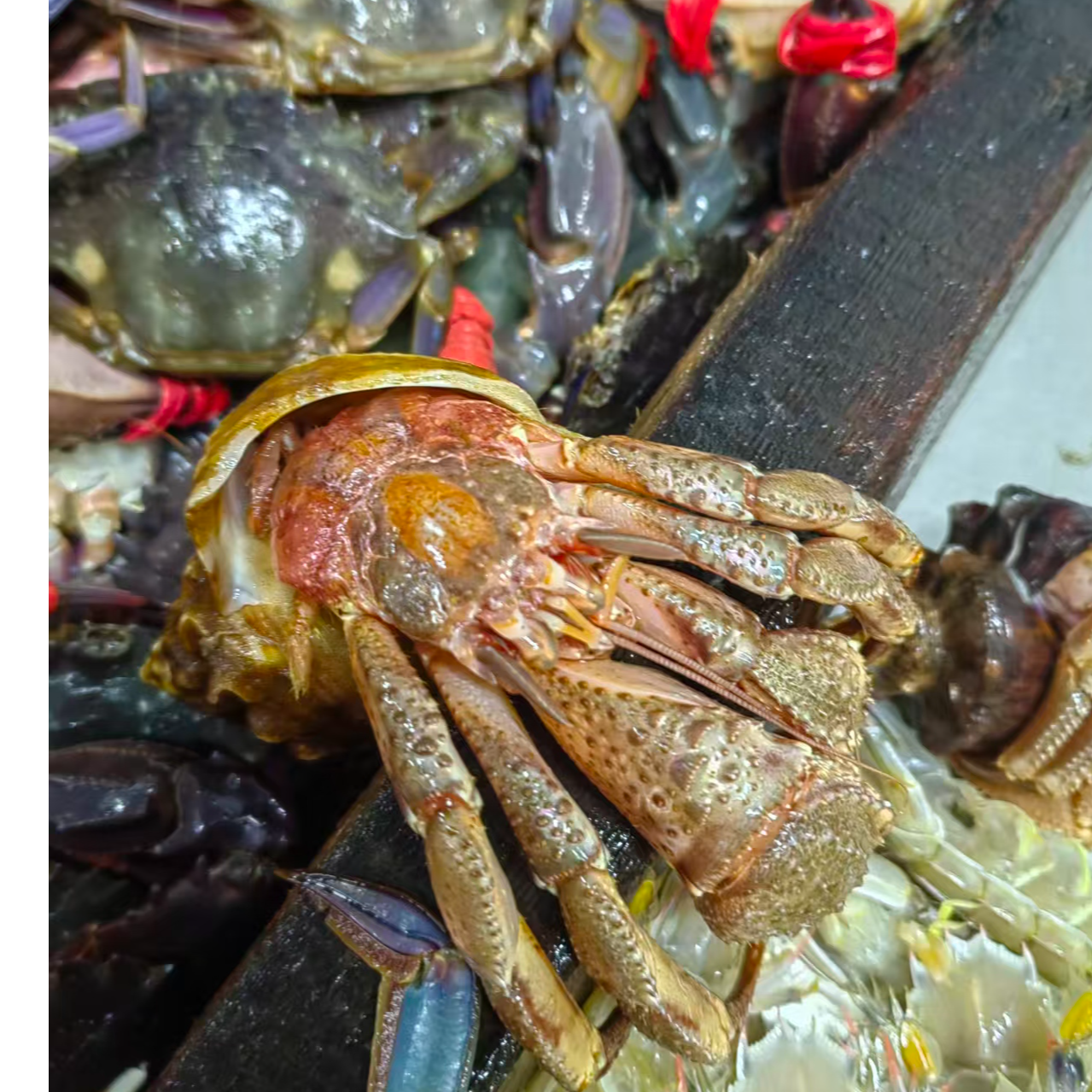 虾怪   鲜甜可口       保鲜不保活