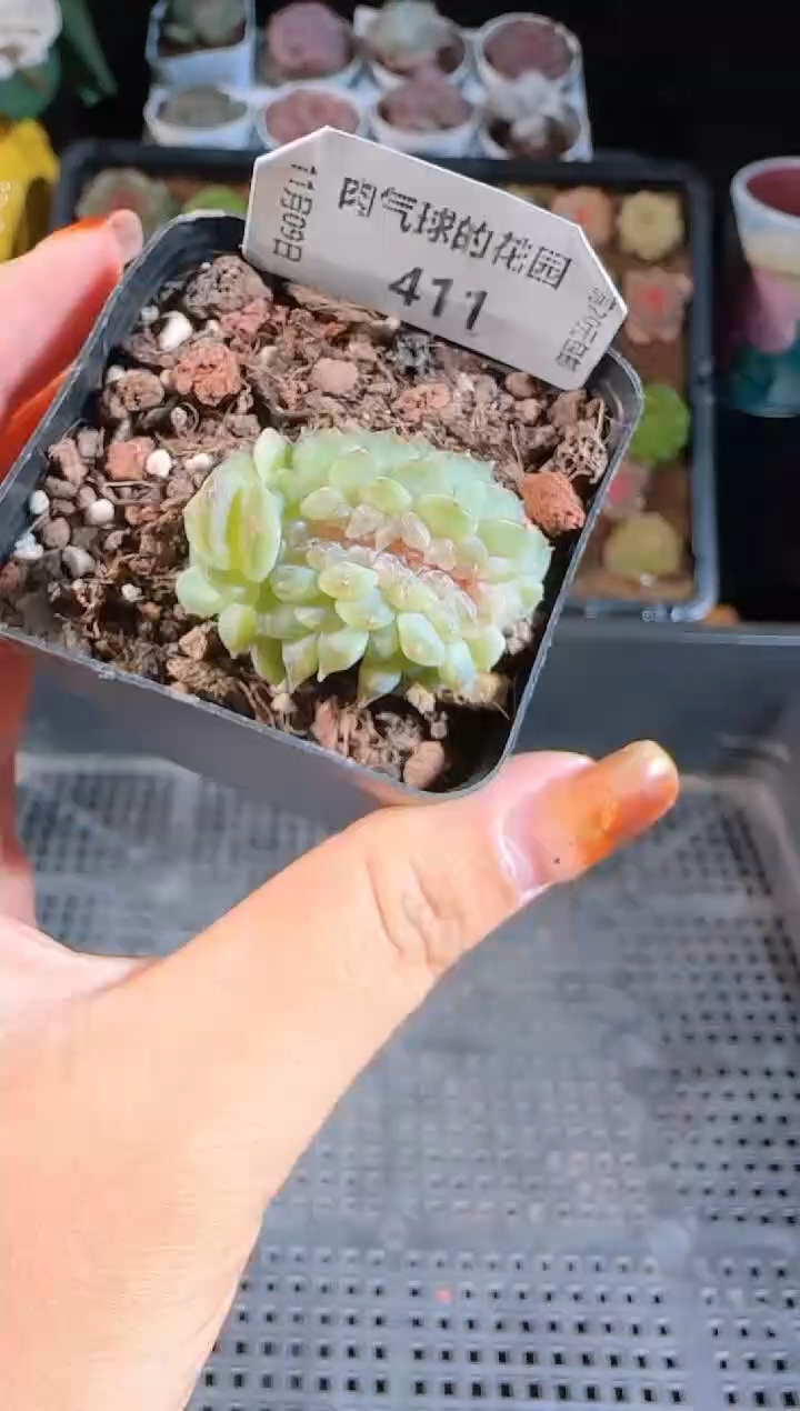 1109-411烟霞麦秆群不包整