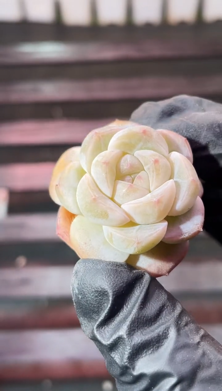 13-75新品3-4厘米量拍发一颗