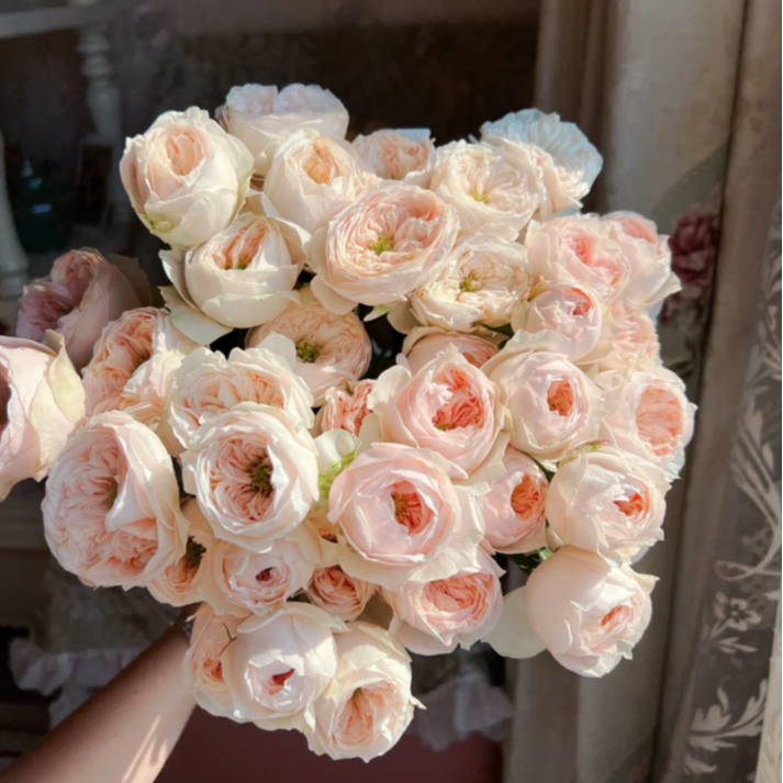 【今喜花舍】（多头）甜蜜钻石 0°以下地区记得拍保温棉哦！！！