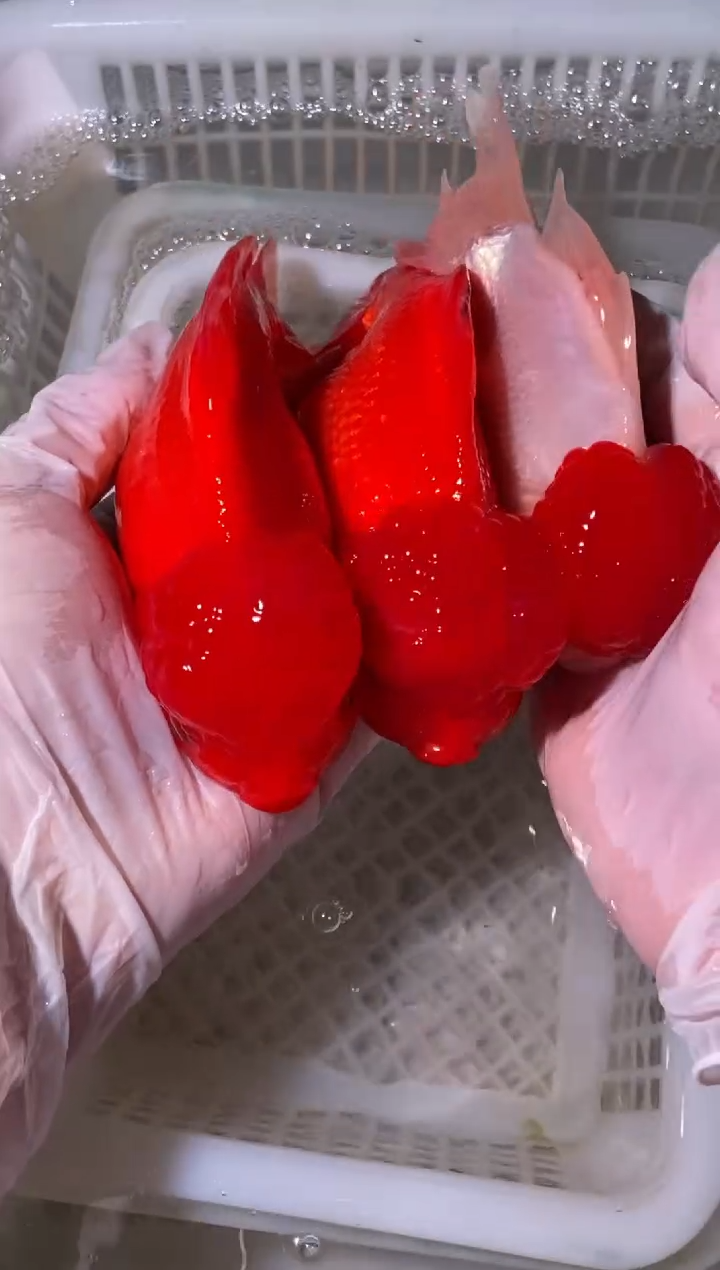 金鱼红狮2条鸿运当头1条{无开箱视频不售后}