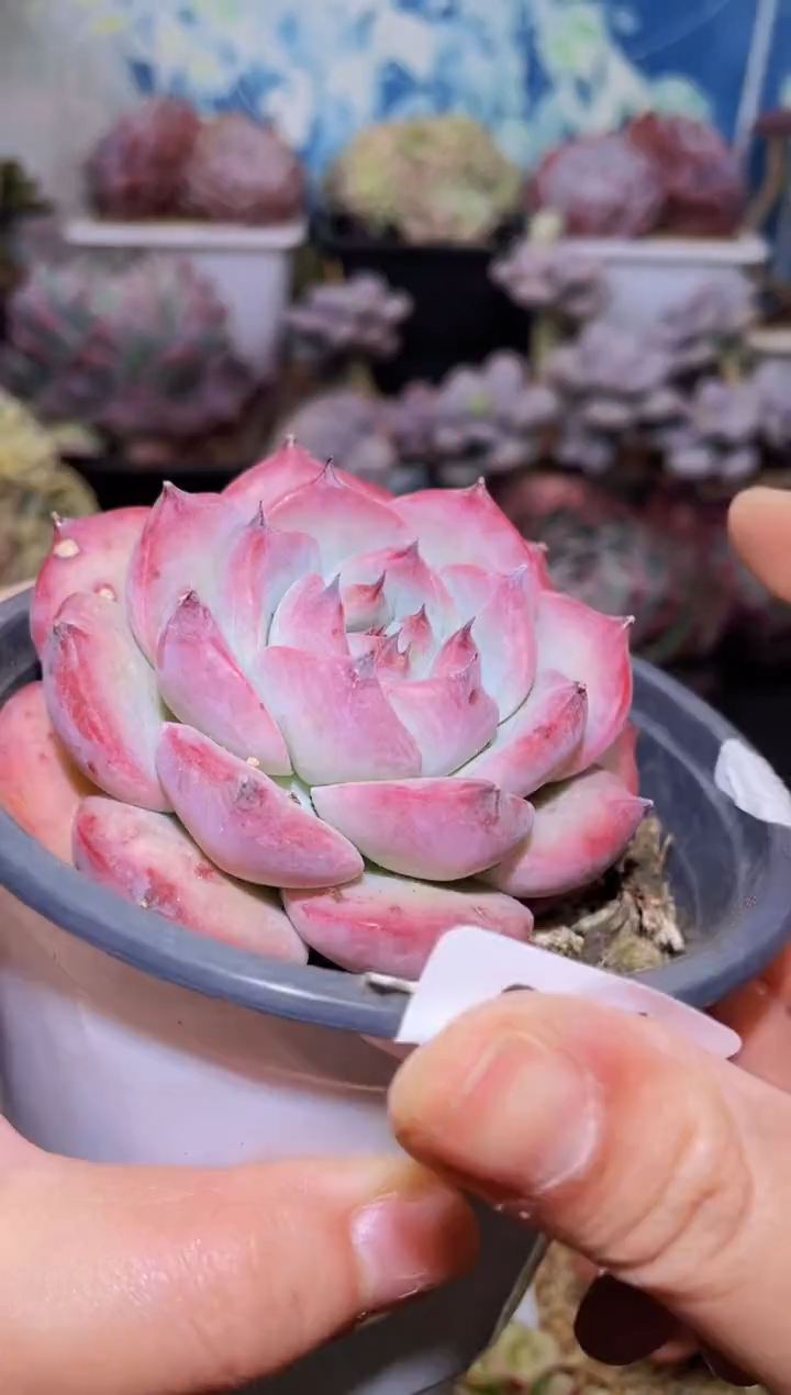 【闪购商品】077红拉糖