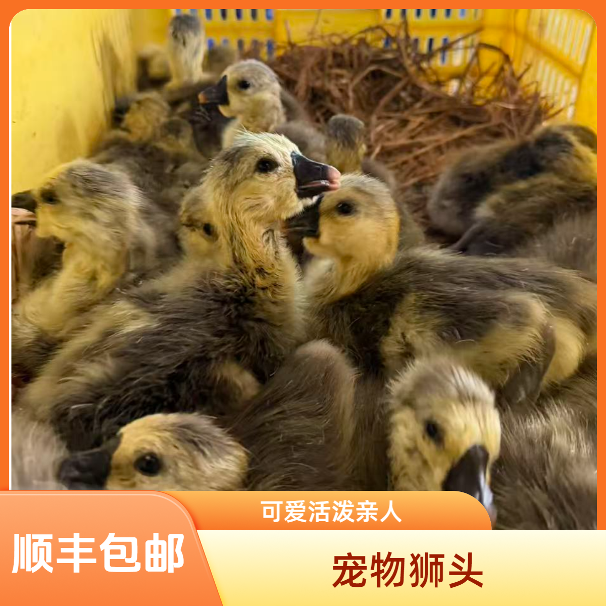 8斤装可爱宠物大狮头凤头鸭顺丰包邮包活