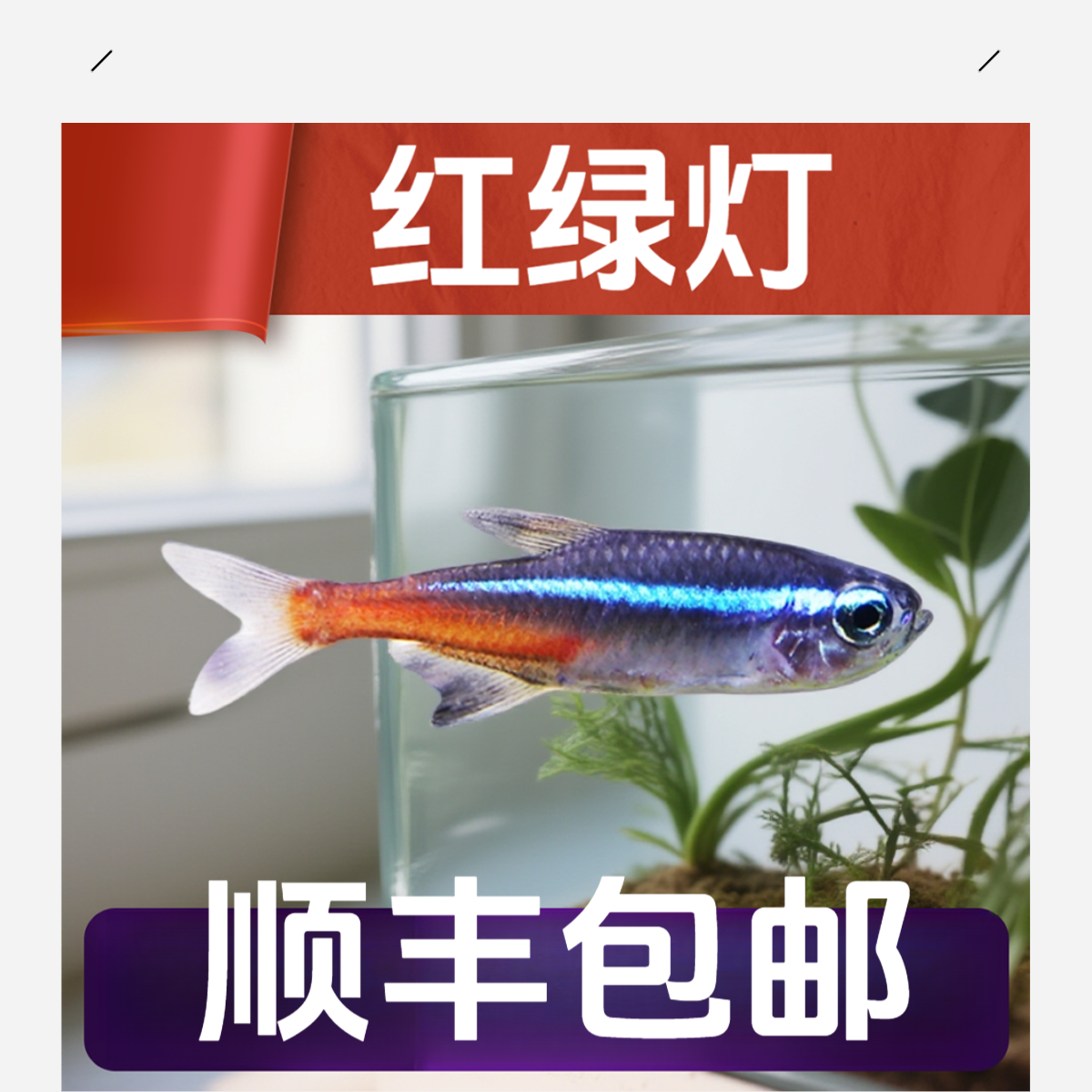 热带观赏活鱼好养宝莲灯斑马淡水神仙孔雀小型红绿灯科小鱼