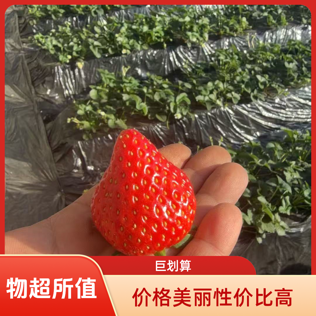 北京密云本地红颜草莓  现摘现发，新鲜次日达草莓草莓北京市