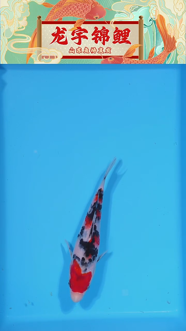 锦鲤2025122305大正