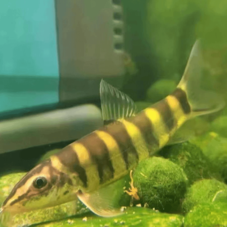 宽体沙鳅中华红沙鳅红嘴青沙鳅漓江观赏鱼吃残渣冷水鱼好养耐活