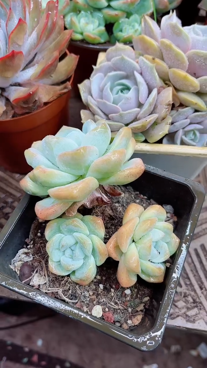 敏***多09055多肉植物一物一拍