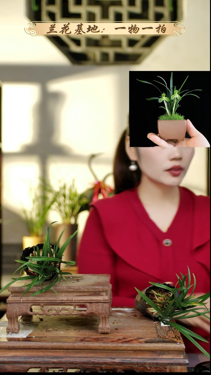完全开放翠盖荷1花苞
