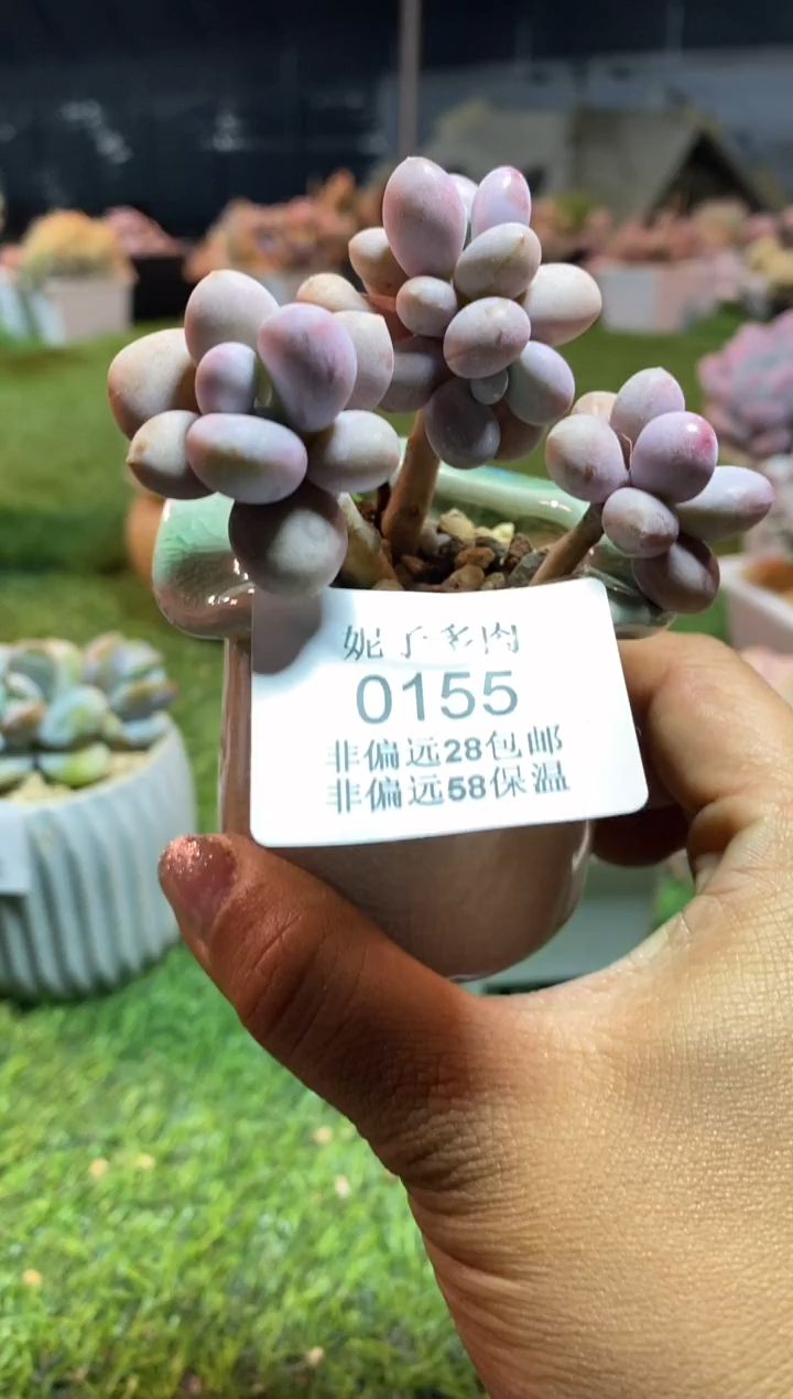 【闪购商品】0155a