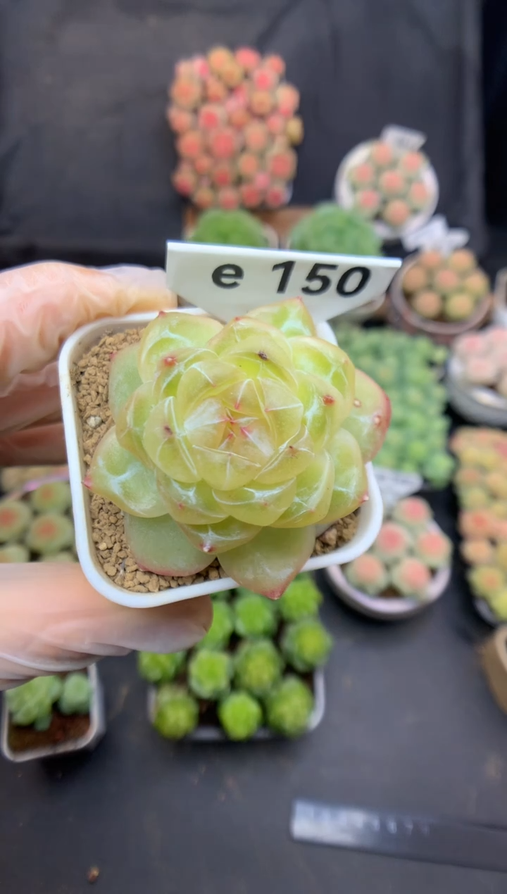 e150 玉叶珍妮 可带盆土 35