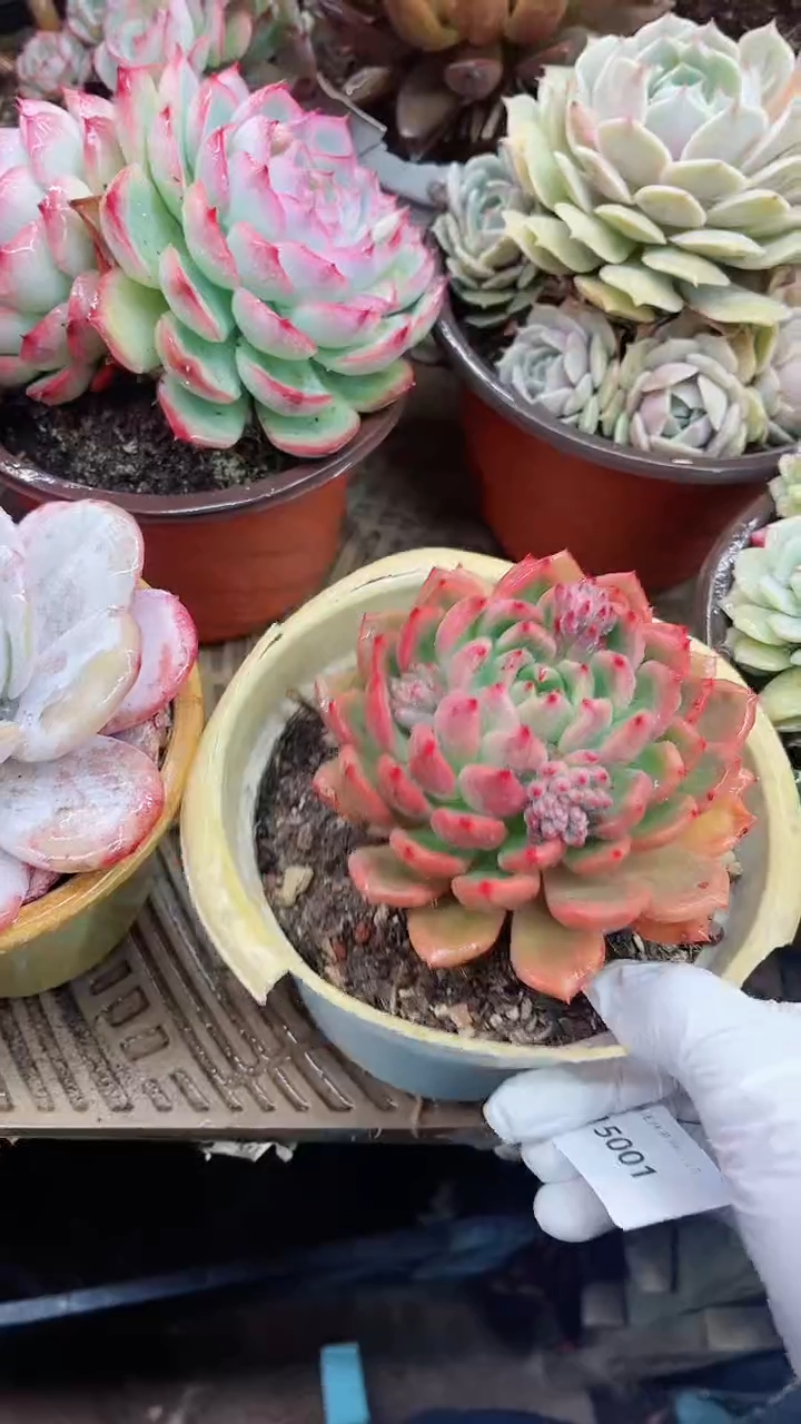 【闪购商品】15001