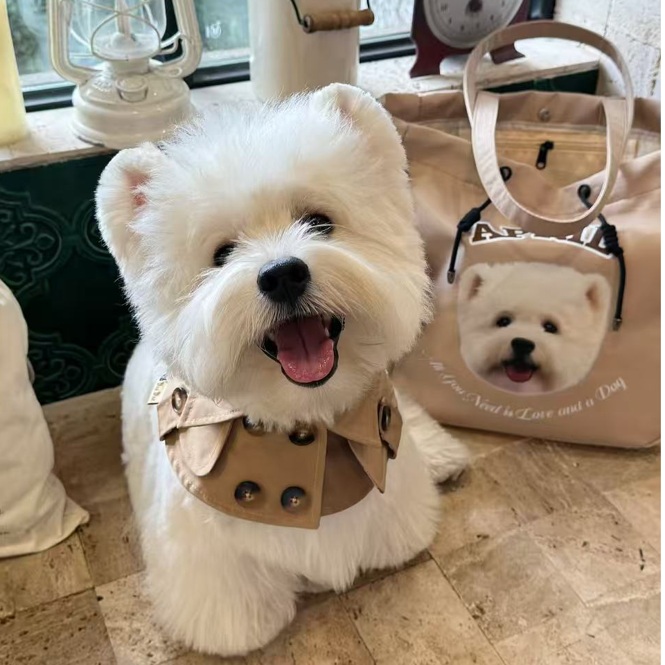 西高地幼犬软毛软爆毛刚毛双层毛活体宠物小型犬狗狗