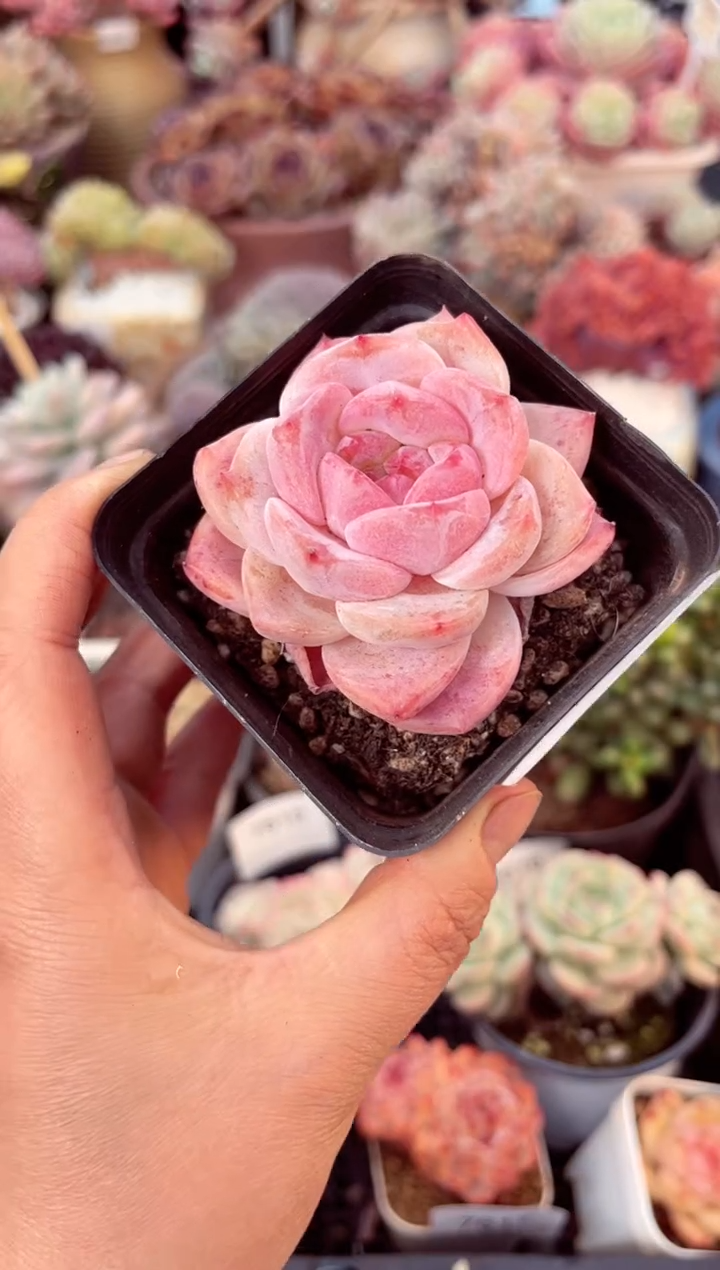 【闪购商品】7619单头冰魄多肉