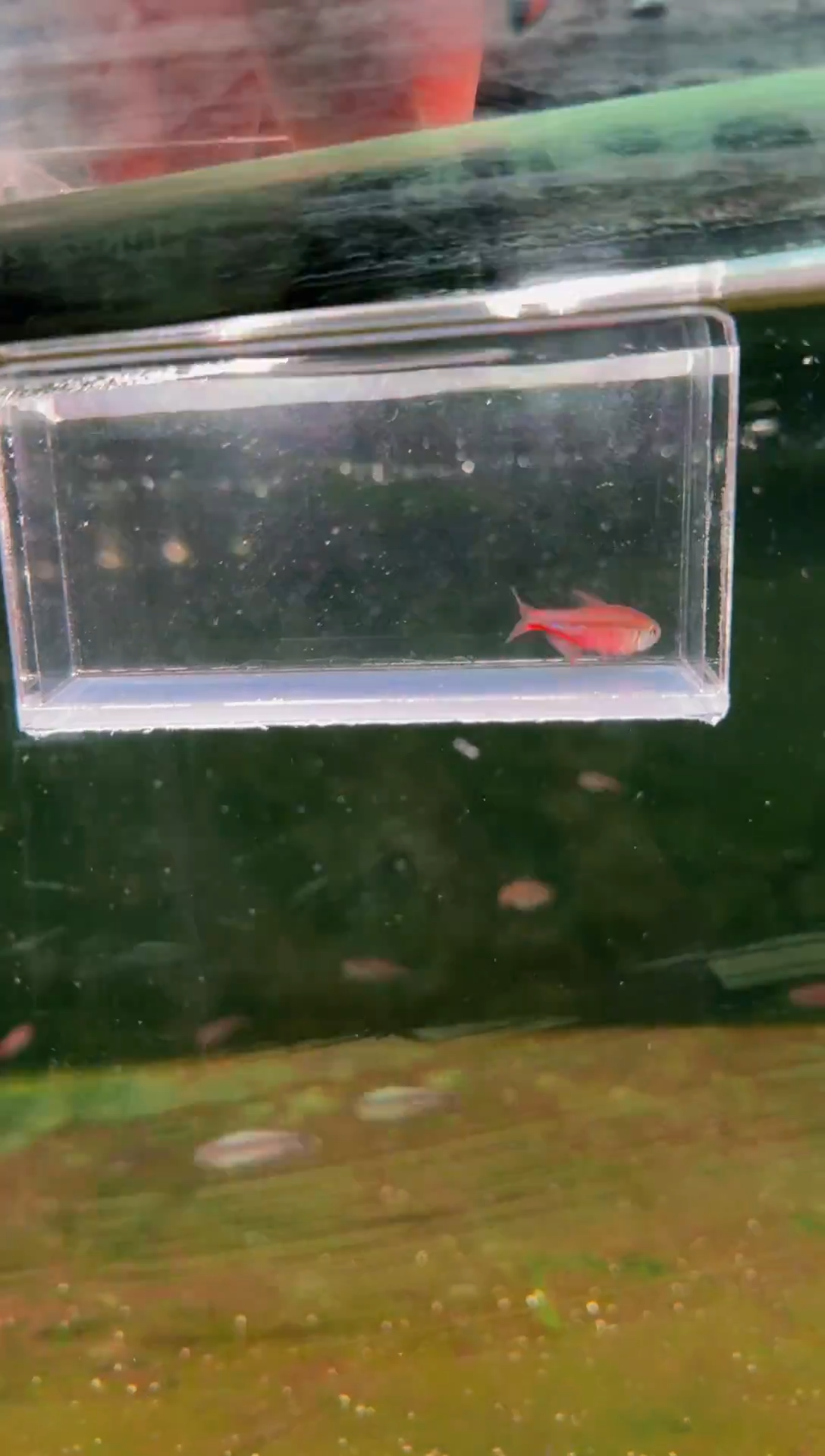 灯科鱼超级红魔鬼*1