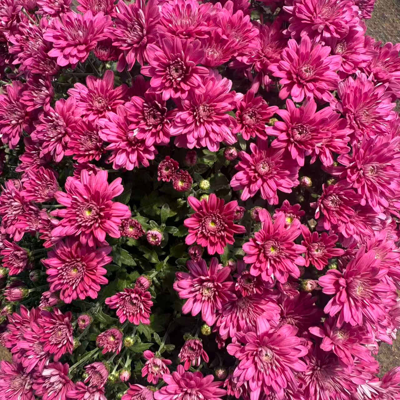 千头菊【承诺紫】阳台庭院耐寒耐热好养护