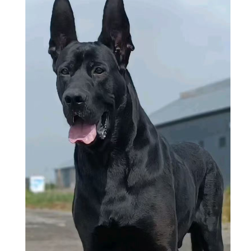 辉煌犬业活体链接