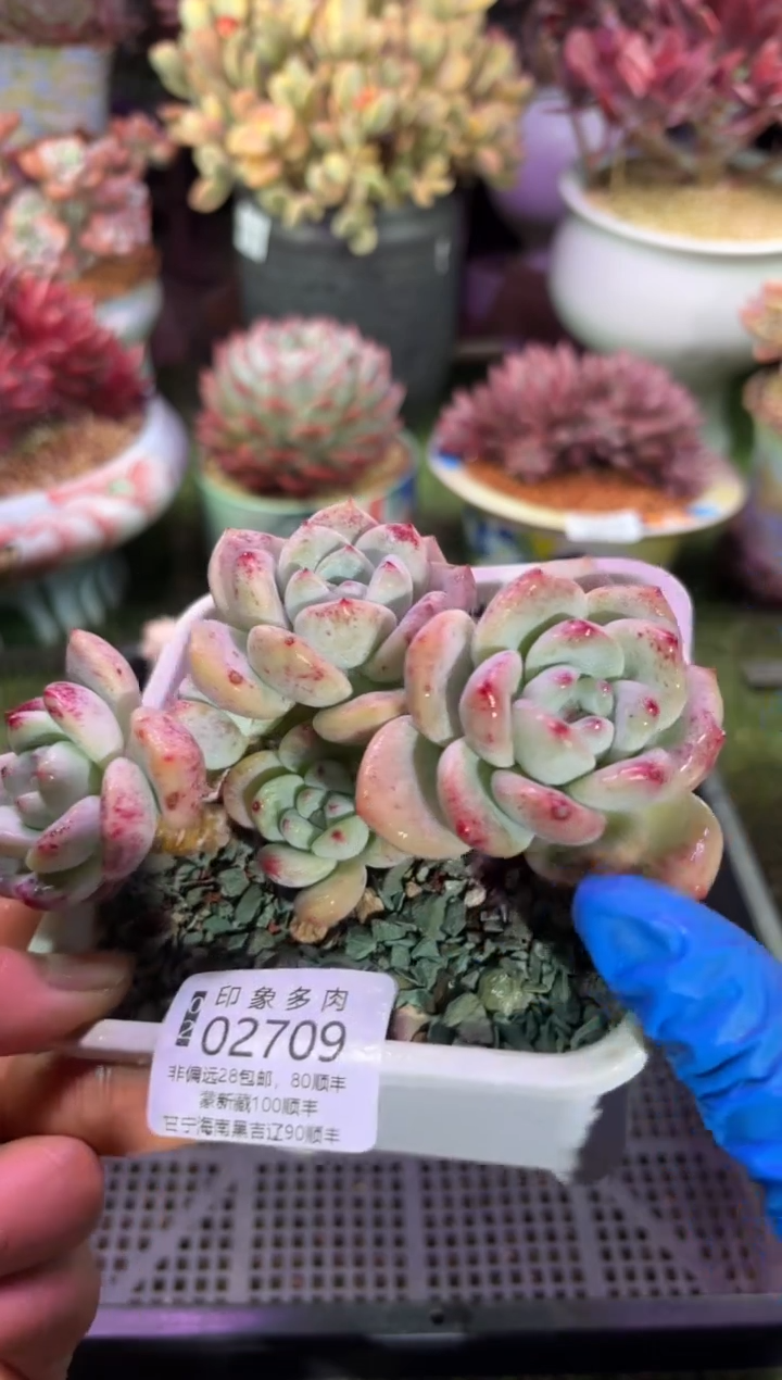 【闪购商品】02709