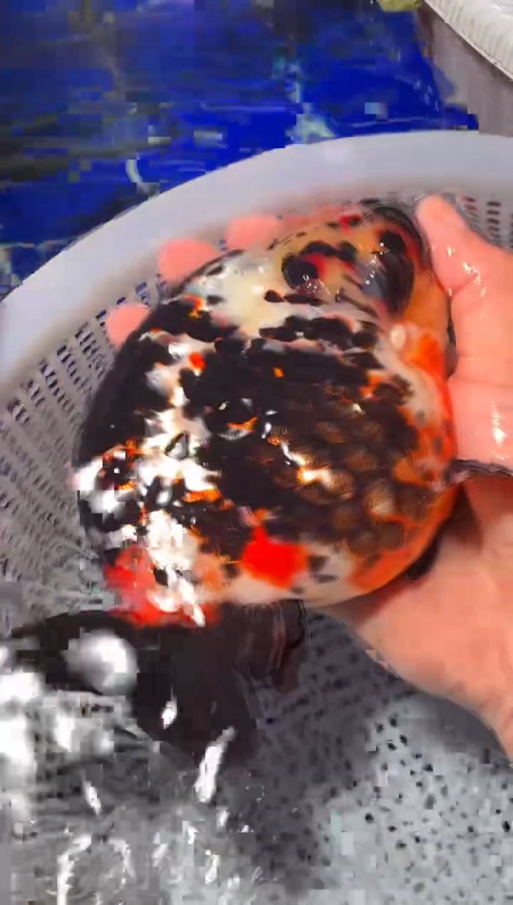 金鱼（运费到付，马印灯下展示）福州追鱼兰寿金鱼