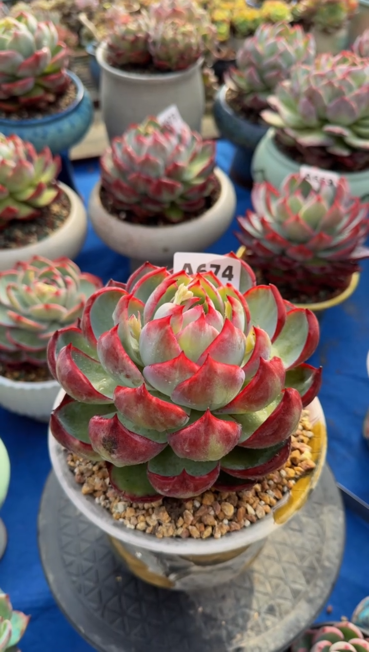 【闪购商品】A674惊鸿仙子（裸根发货）