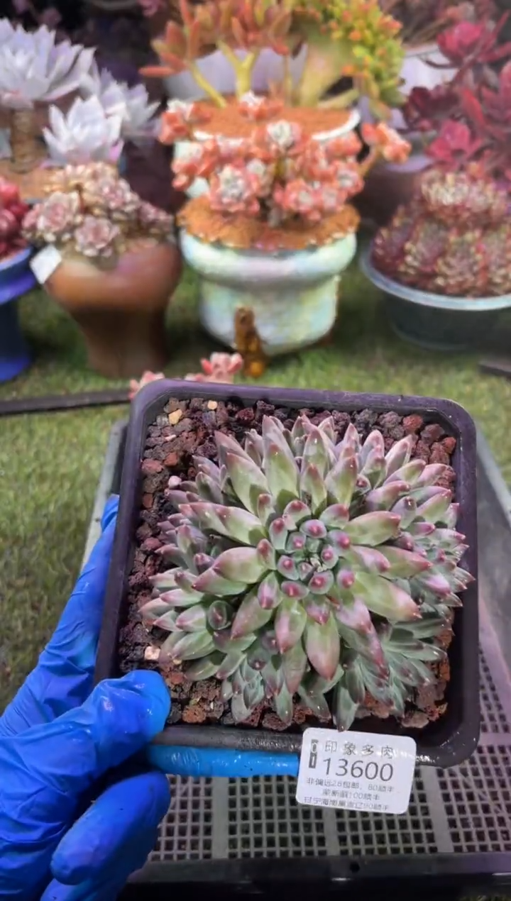 【闪购商品】13600