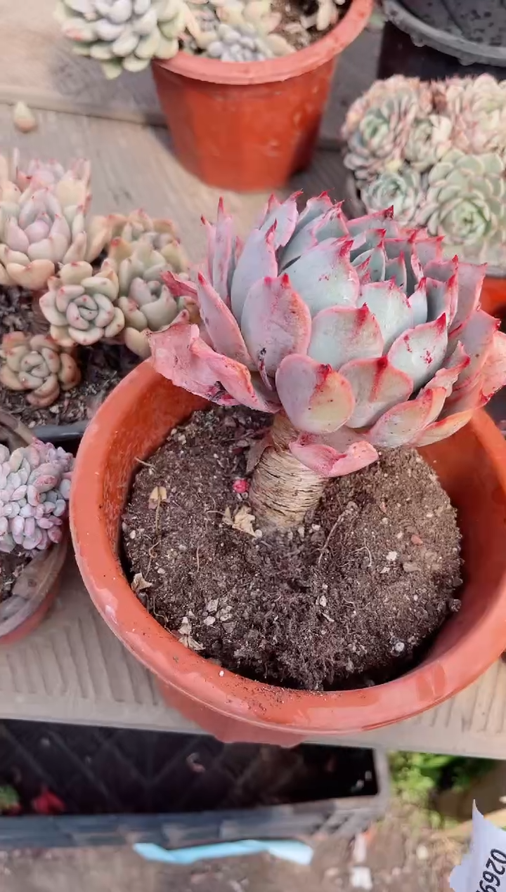 【闪购商品】02695