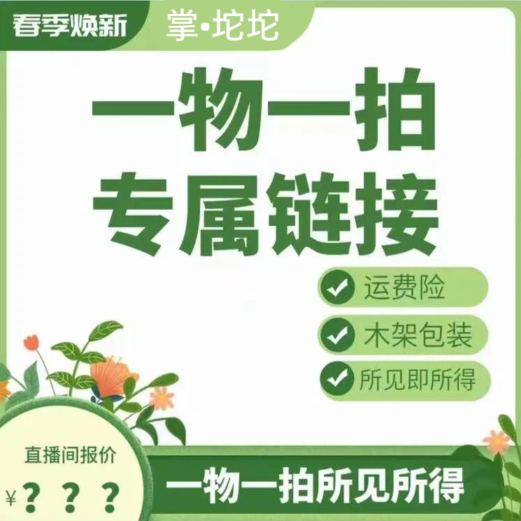 一物一拍梅花盆景盆栽