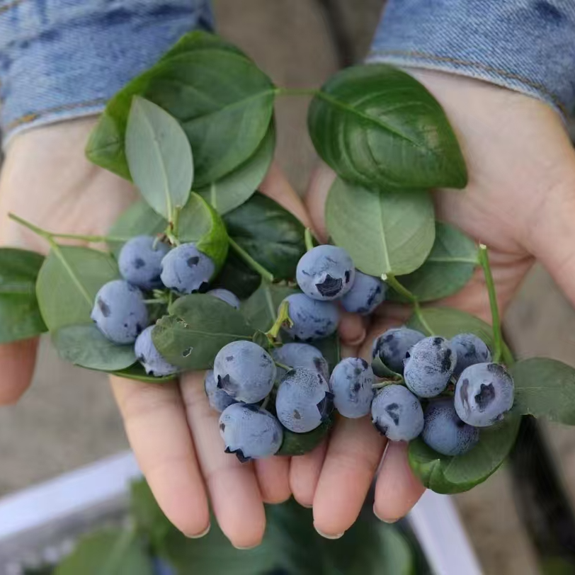 产地直销云南省玉溪市抚仙湖15+蓝莓香脆甜可口当季新鲜水果