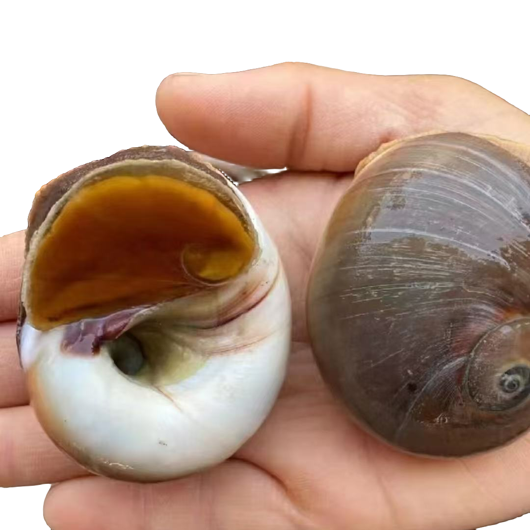【郭老三八大湖店福利款】鲜活猫眼螺----1斤装【保鲜不保活，不包腿全，介意勿拍】【青岛本地开海季】