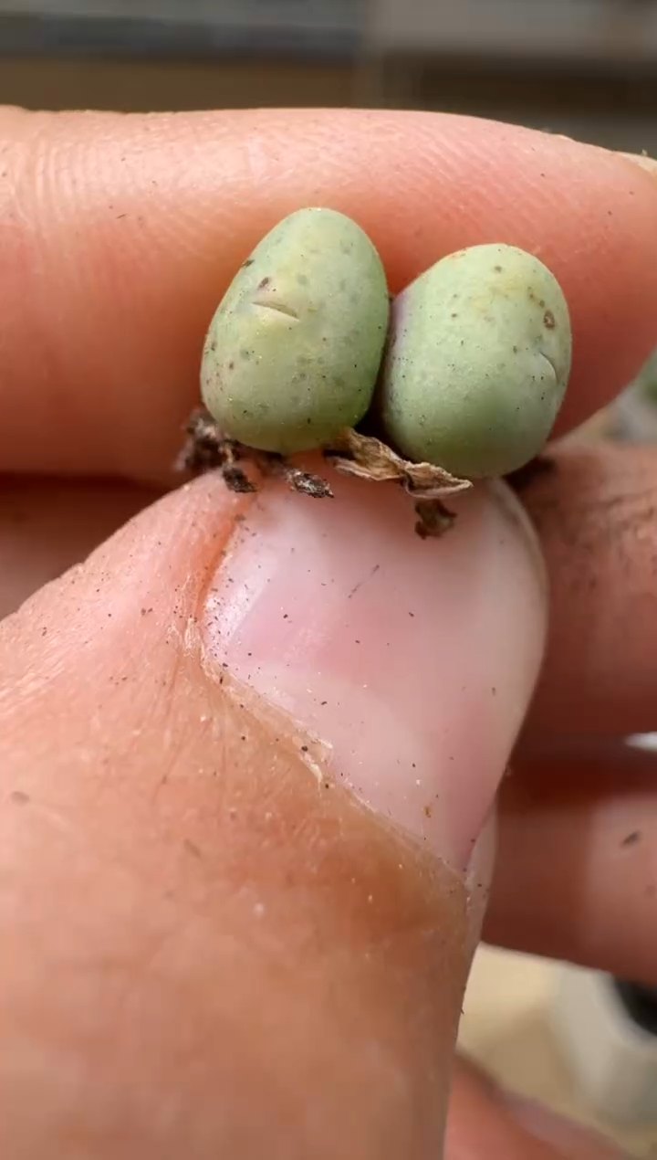 6-51多肉植物肉锥