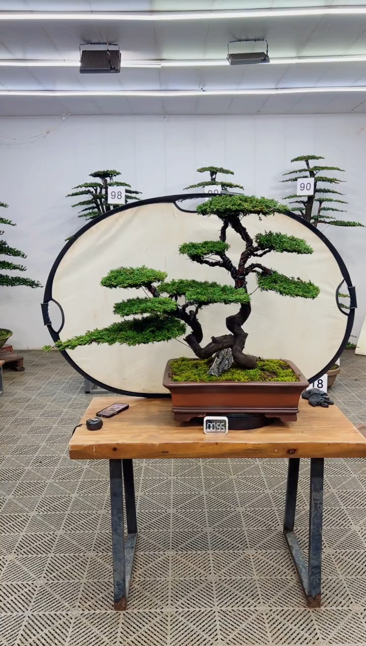 无花朵造型盆景一物一拍
