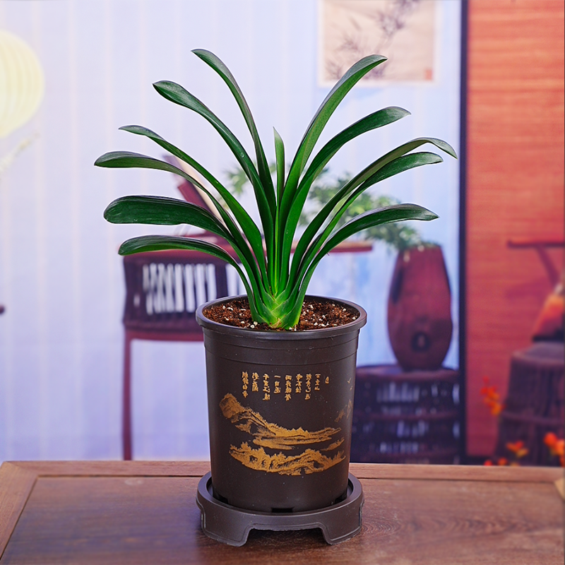 【带盆8-10叶君子兰】君子兰室内绿植耐寒盆栽客厅庭院四季花卉