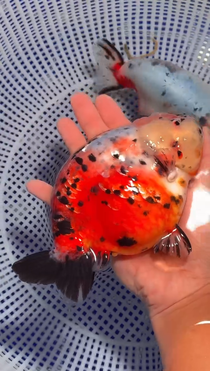 金鱼（运费到付，马印灯下展示）福州追鱼兰寿金鱼