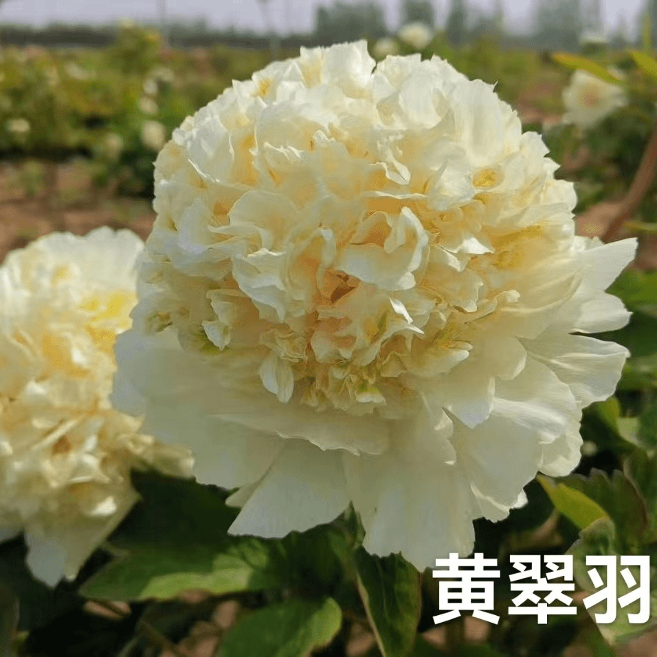 【黄翠羽】正宗洛阳重瓣牡丹花苗北方耐寒盆栽地栽室内庭院花卉牡丹