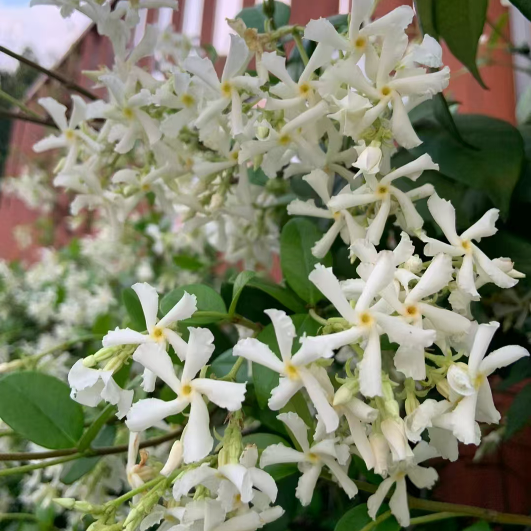 花园爬藤植物花墙造型浓香好养风车茉莉